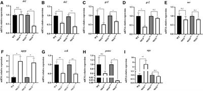 Neuropeptide Y receptor Y2 (npy2r) deficiency reduces anxiety and increases food intake in Japanese medaka (Oryzias latipes)